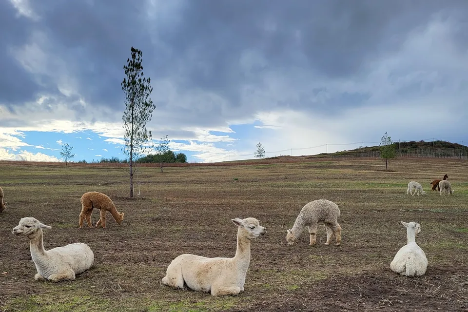 Shamakhi Alpaca Farm photo 9