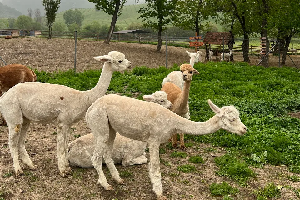 Shamakhi Alpaca Farm photo 3