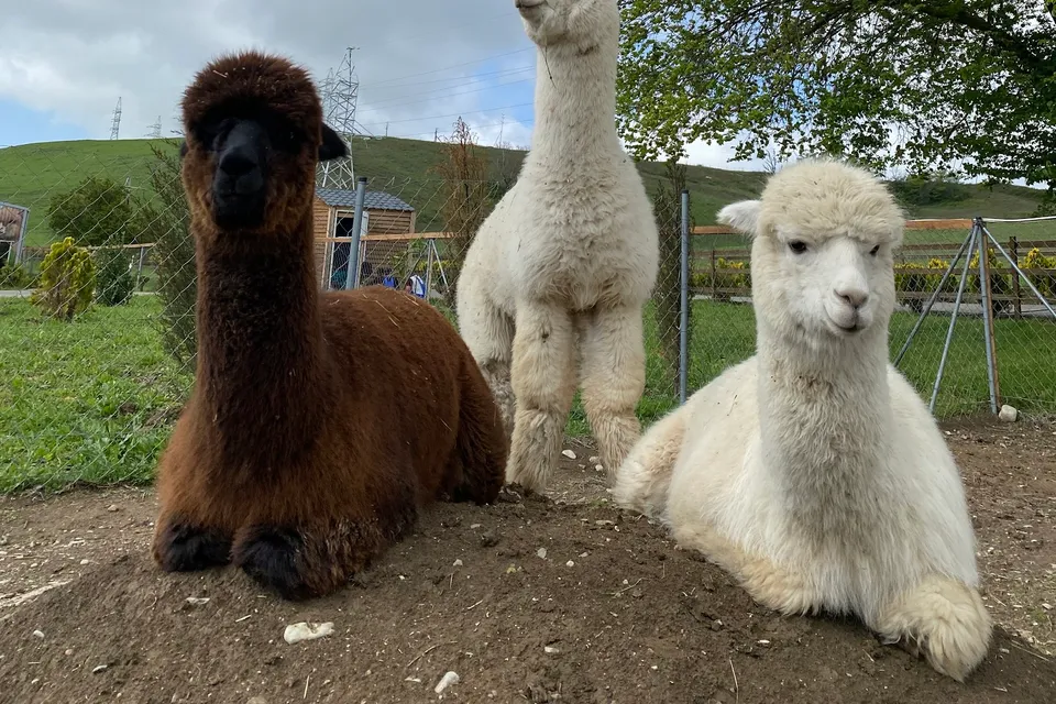 Shamakhi Alpaca Farm photo 2