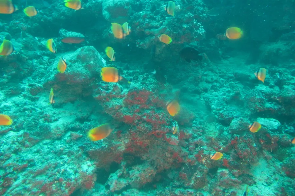 Submarine Tour By Triton photo 3