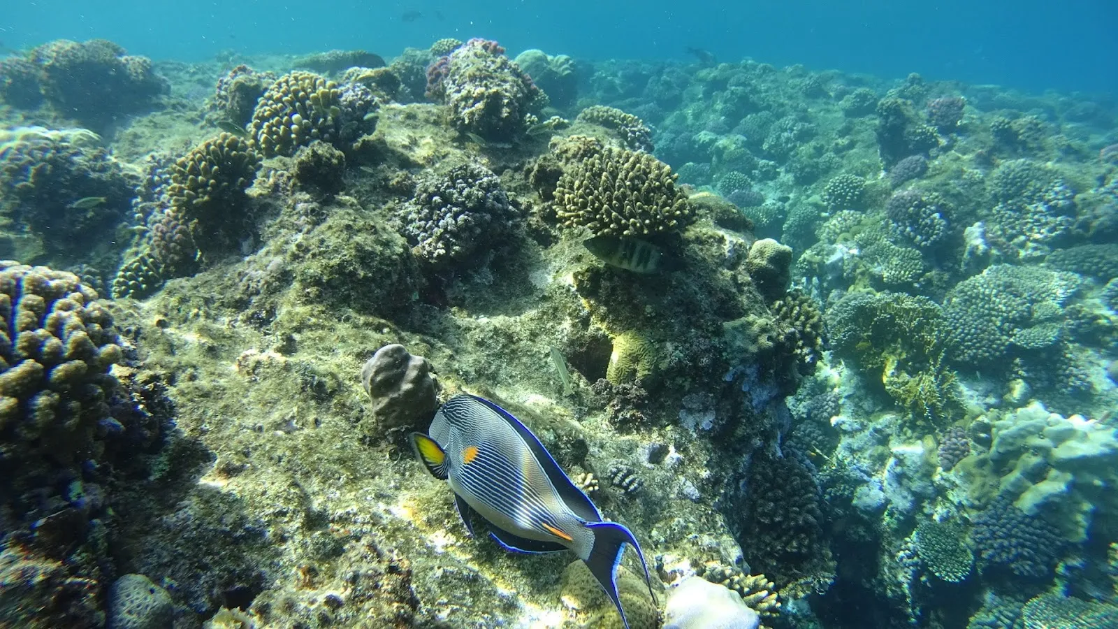 Full Day Island Hopping By Triton