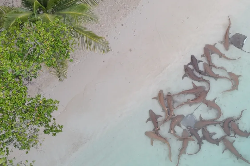 Discover Wow Atoll By Kaani