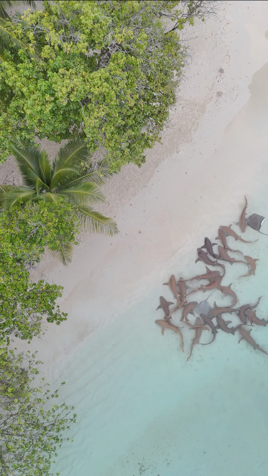 Discover Wow Atoll By Kaani