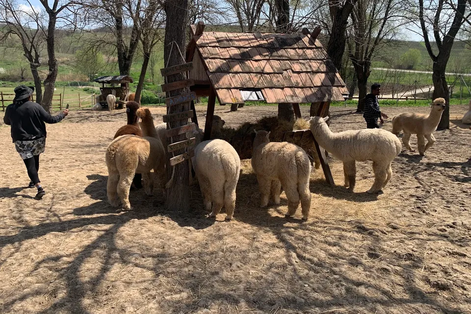 Shamakhi Alpaca Farm photo 7