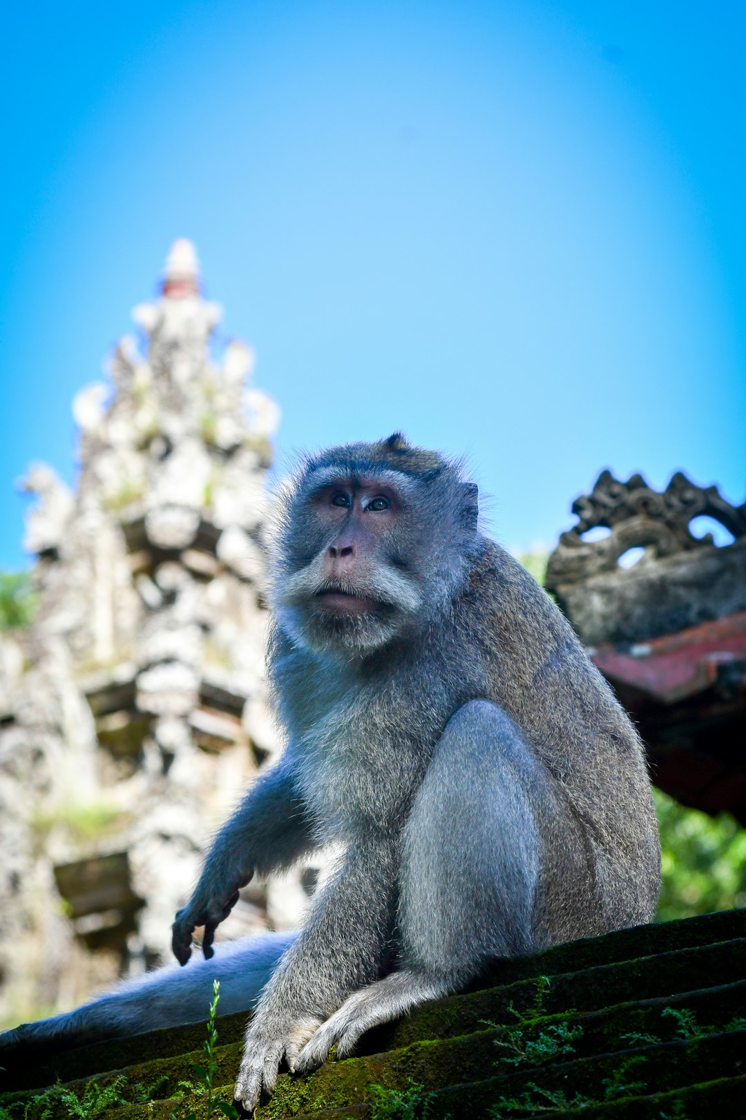 A monkey sits on a wall with a blurred temple