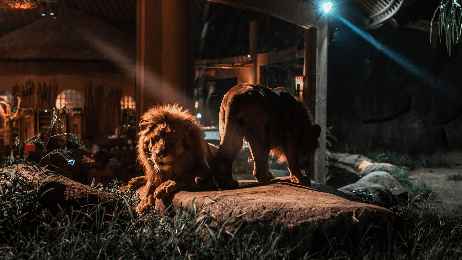 Bali Zoo + Night Safari Full Day Tour