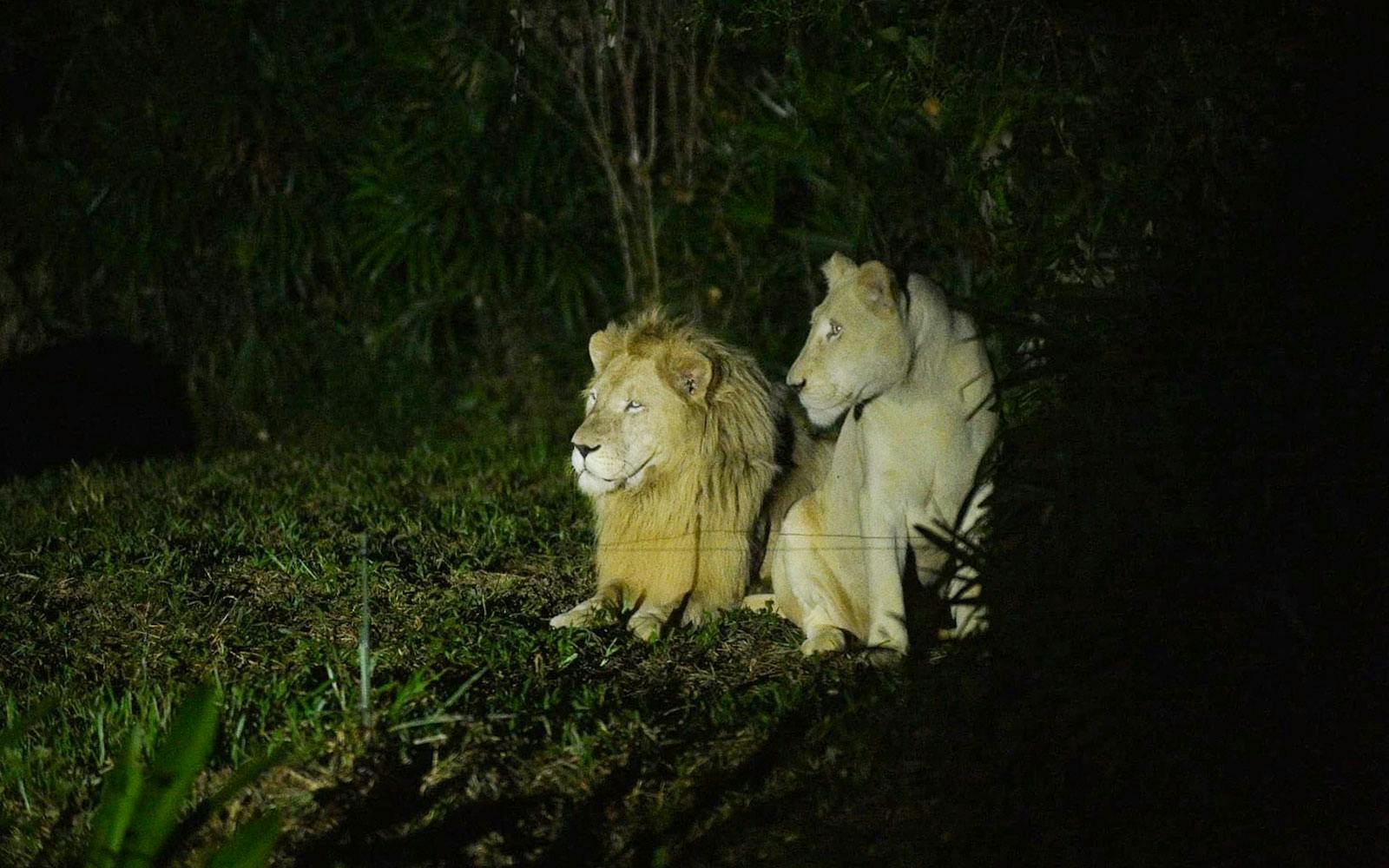 Lions resting at Vinpearl Night Safari, Vietnam.