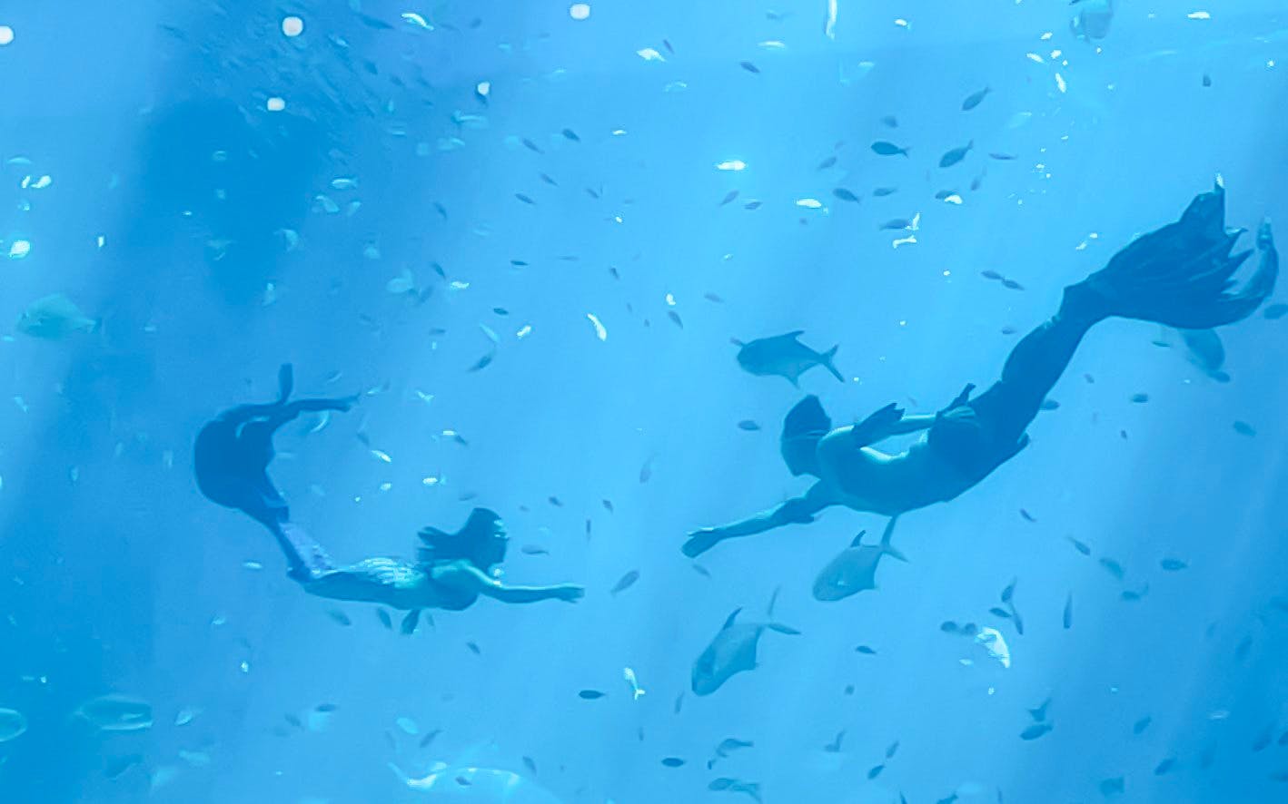 Mermaids swimming among fish at Vinwonders show.