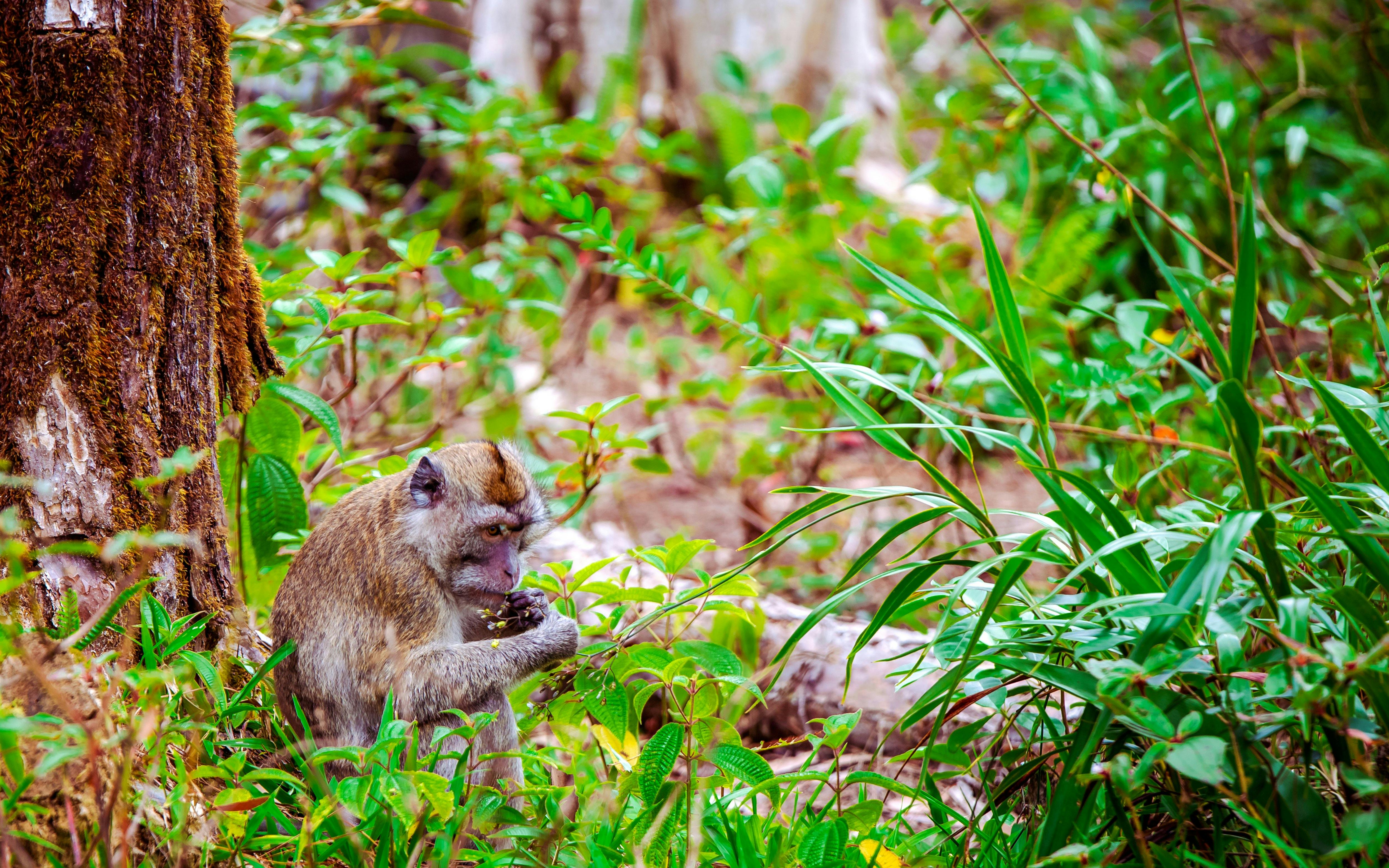 Monkey eating in lush forest near waterfall, Mauritius Island.