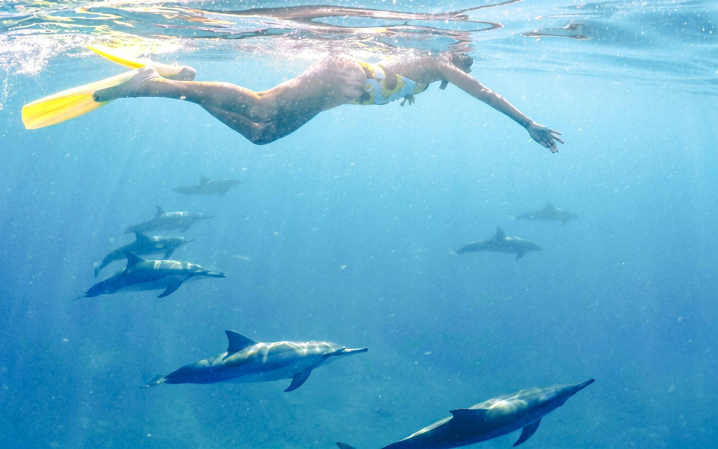 Snorkeler swimming with dolphins in clear waters of Mauritius.