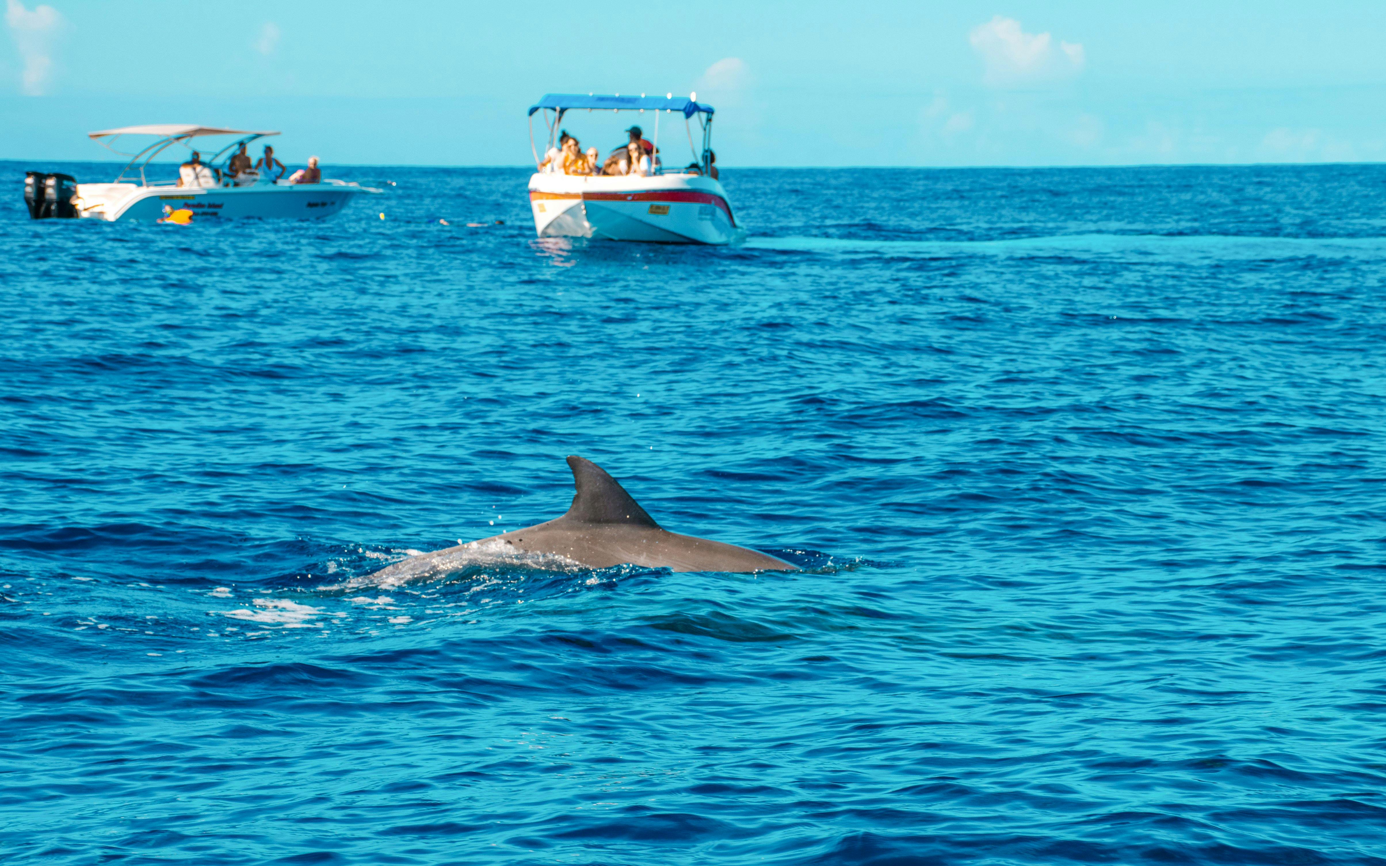 Dolphin swimming near boats in Le Morne, Mauritius.