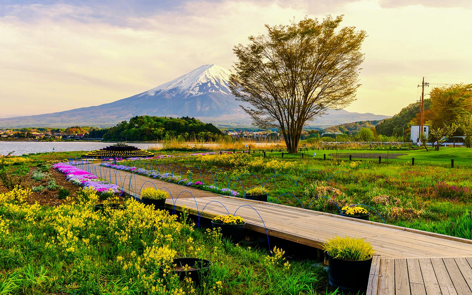 Oishi Park with vibrant flowers and Mt. Fuji in the background.