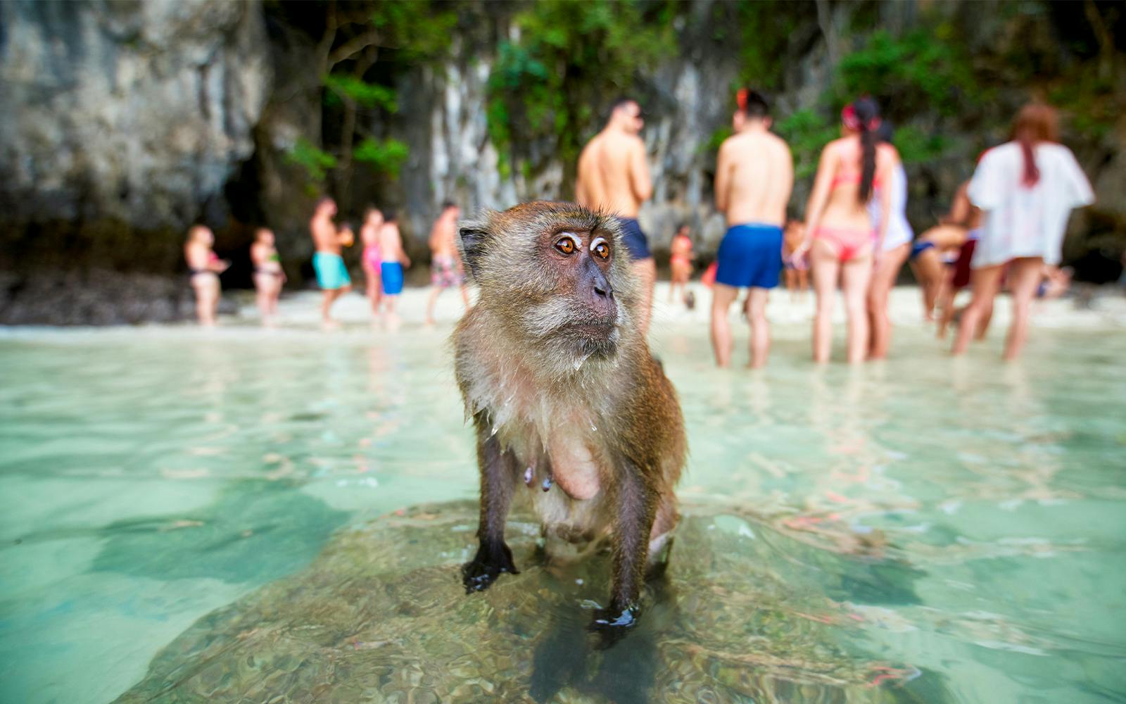 Monkey on rock at Monkey Beach with tourists in background.