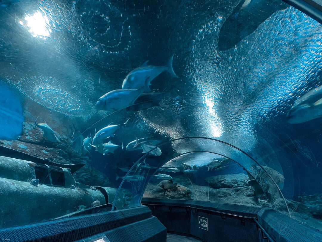 Pattaya: Underwater World Aquarium Entry Ticket