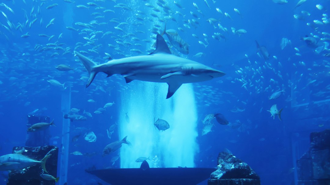 A shark swims through a blue aquarium