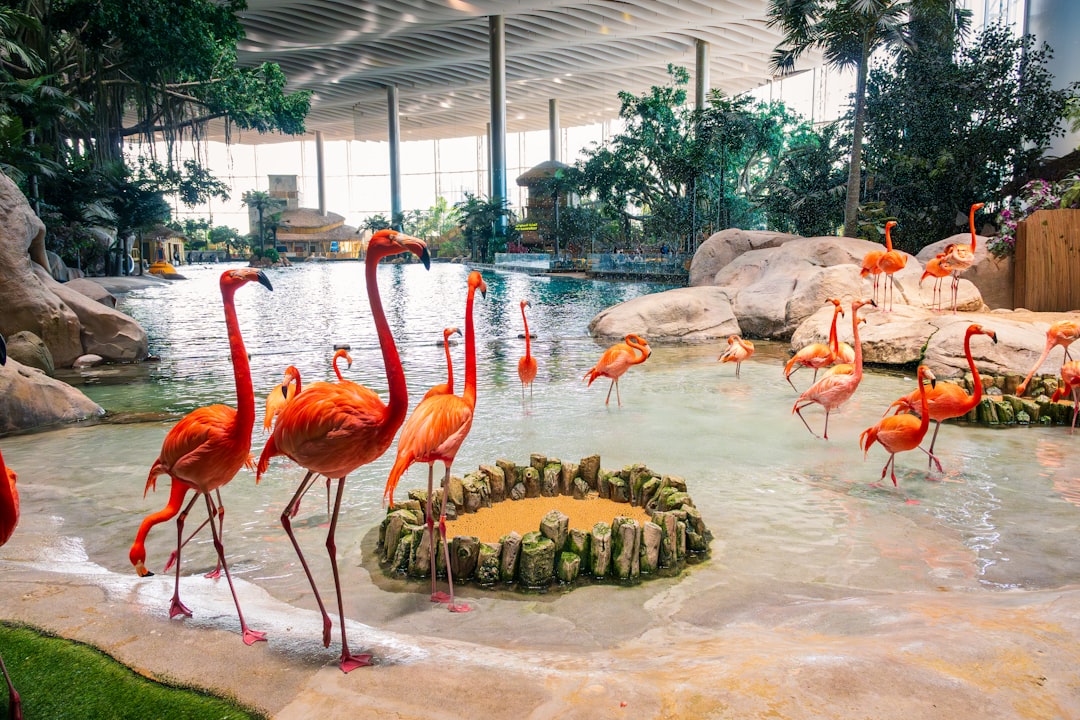 A group of bright pink flamingos wading in a shallow indoor pool