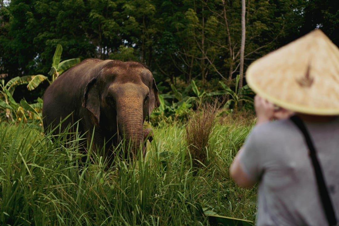 Koh Samui: Ethical Elephant Home Sanctuary with Transfers