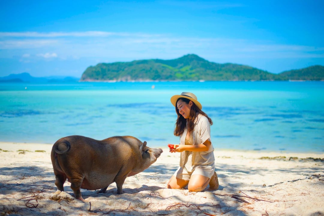 Koh Samui: Private Longtail Boat to Pig Island with Snorkel