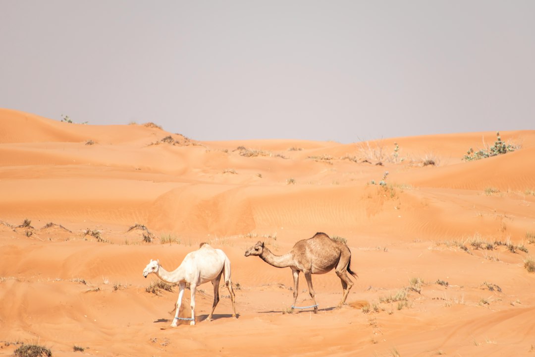 Al Fahidi